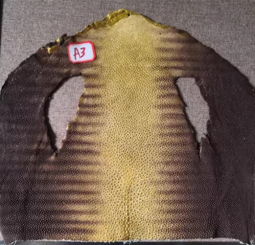 Кожа ската натуральная 23х18 см верхняя часть | Галерея фото | Pava.pro Кожа ската натуральная 23х18 см верхняя часть - фото товара