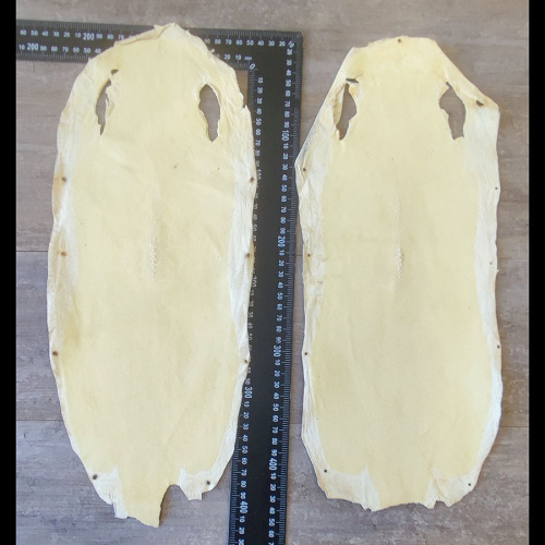 Кожа ската натуральная фактурная фото 13