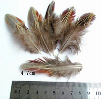 Перышки охотничьего фазана 4-8 см  - купить для кожевенного хобби
