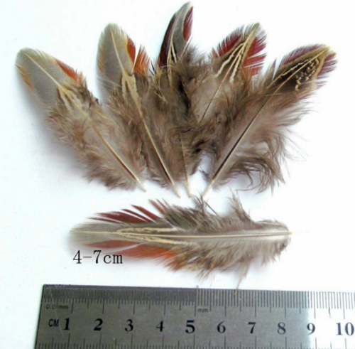 Перышки охотничьего фазана 4-8 см   - фото товара