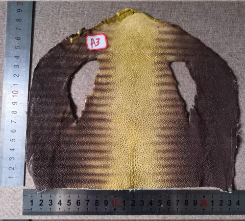 Кожа ската натуральная 23х18 см верхняя часть | Галерея фото | Pava.pro фото 2 Кожа ската натуральная 23х18 см верхняя часть skat-v-1 - фото товара фото 2