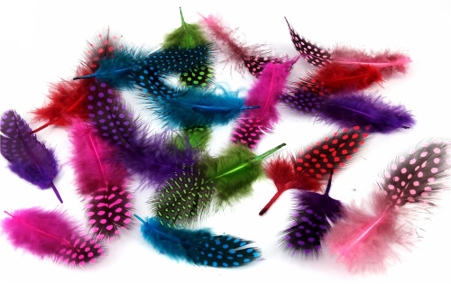 Перышки цесарки