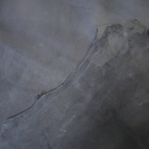 Замша натуральная 1,0 мм Серый Италия фото 3